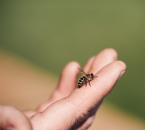 Vcelarstvivozdecti.cz
