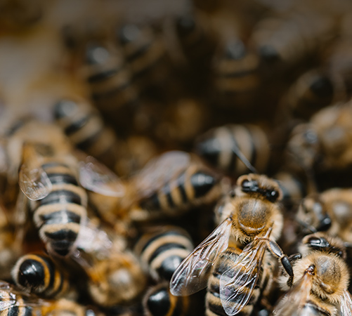 Vcelarstvivozdecti.cz