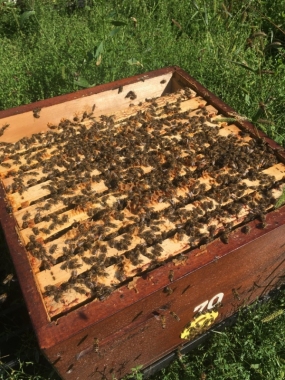 Vyzimované včelstvo 37x30