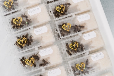 Včelí matka oplozená - SINGER F1 / červenec 2026