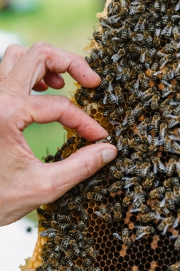 Včelí matka oplozená - SINGER F1 / Slovensko