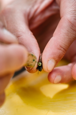 Včelí matka oplozená - SINGER F1 / srpen 2026