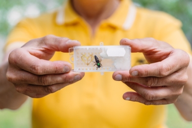 Včelí matka oplozená - VIGOR® F1 / srpen 2026