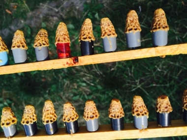 Zralý matečník - linie SINGER F1