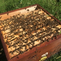 Vyzimovaná včelstva